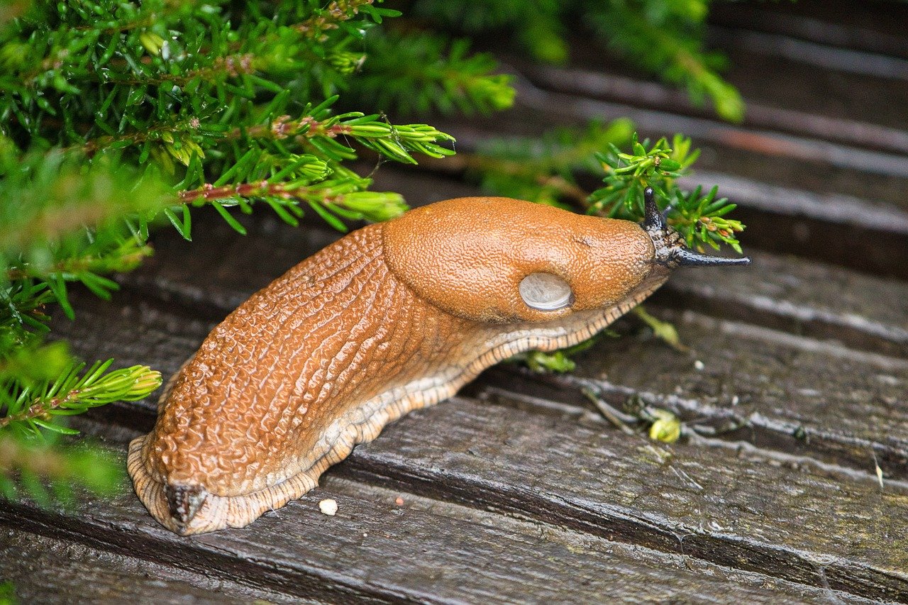 nudibranch-7356812_1280